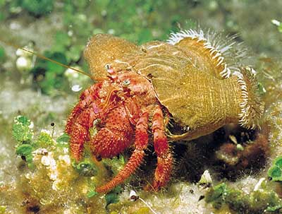 Kosmati samac (dardanus calidus)