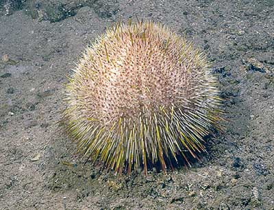 Veliki ježinac (echinus acutus)