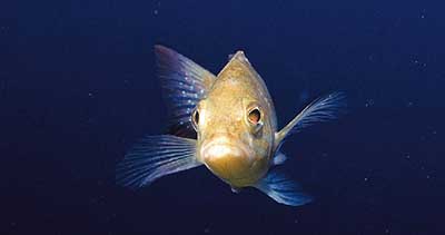 Kanjac (serranus cabrilla)