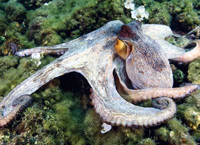 Hobotnica (octopus vulgaris)