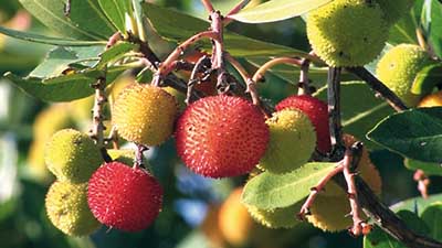 Strawberry tree